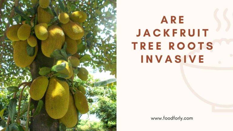 Are Jackfruit Tree Roots Invasive