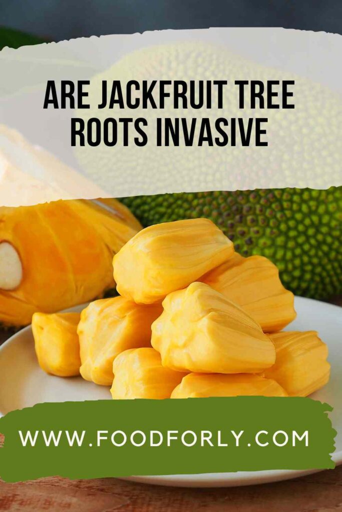 Are Jackfruit Tree Roots Invasive