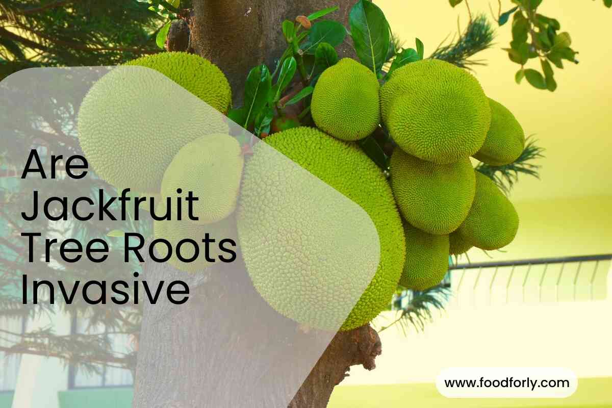 Are Jackfruit Tree Roots Invasive FoodForly