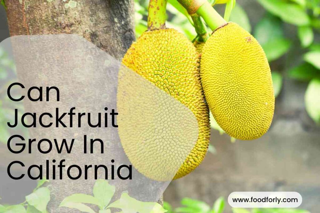 Can Jackfruit Grow In California