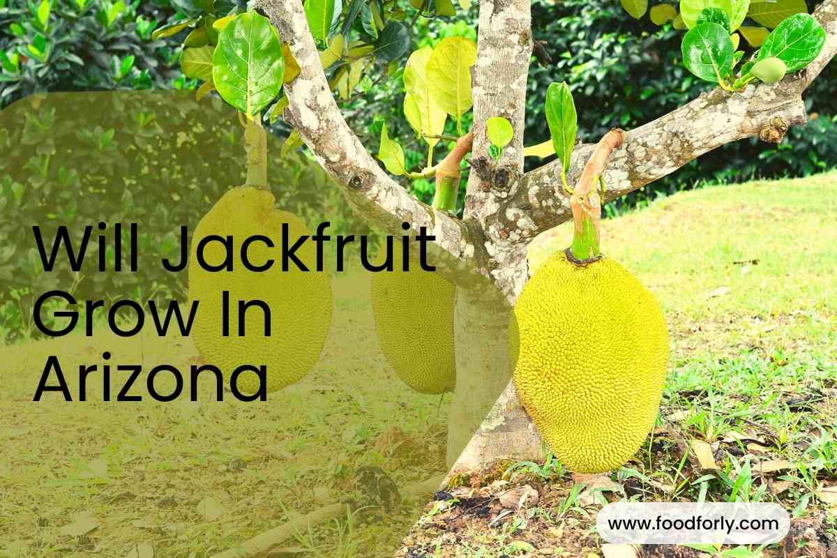 Will Jackfruit Grow In Arizona