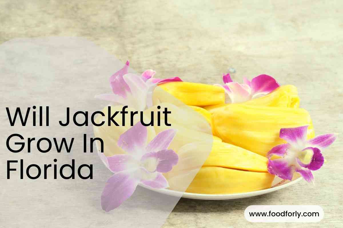 Will Jackfruit Grow In Florida