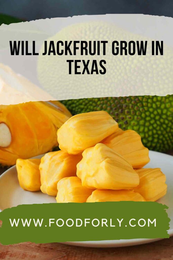 Will Jackfruit Grow In Texas