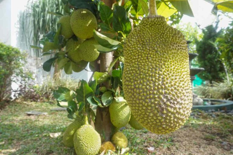 How To Know If Jackfruit Is Ripe