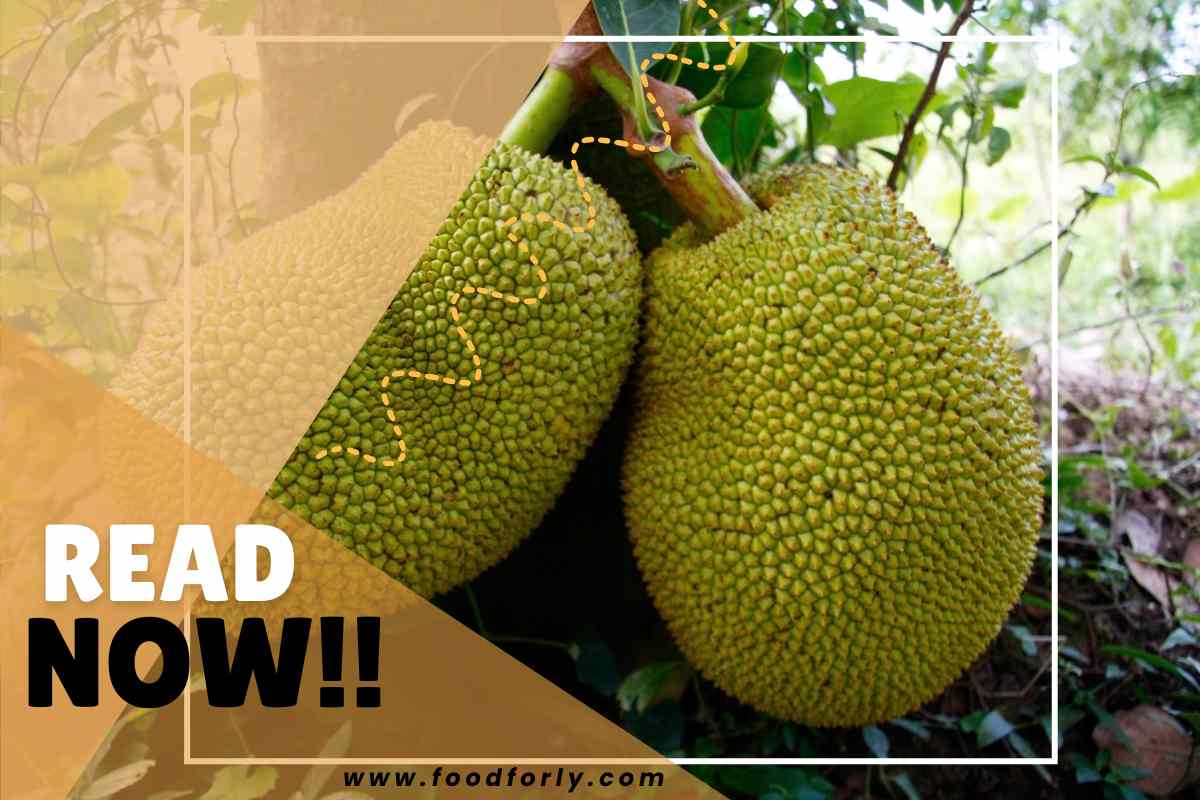 Jackfruit Ripen