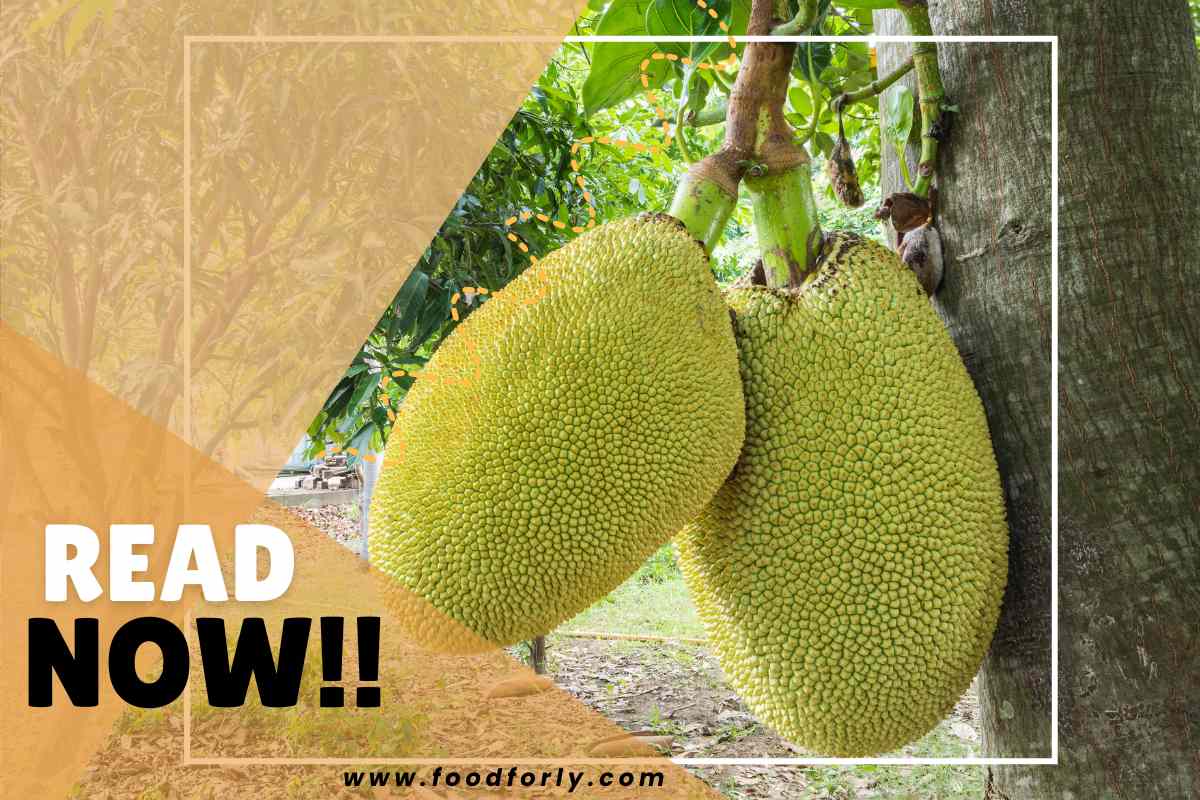 How To Tell When Jackfruit Is Ripe