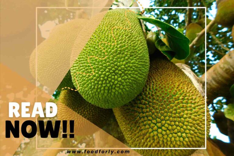 Jackfruit Seed Edible