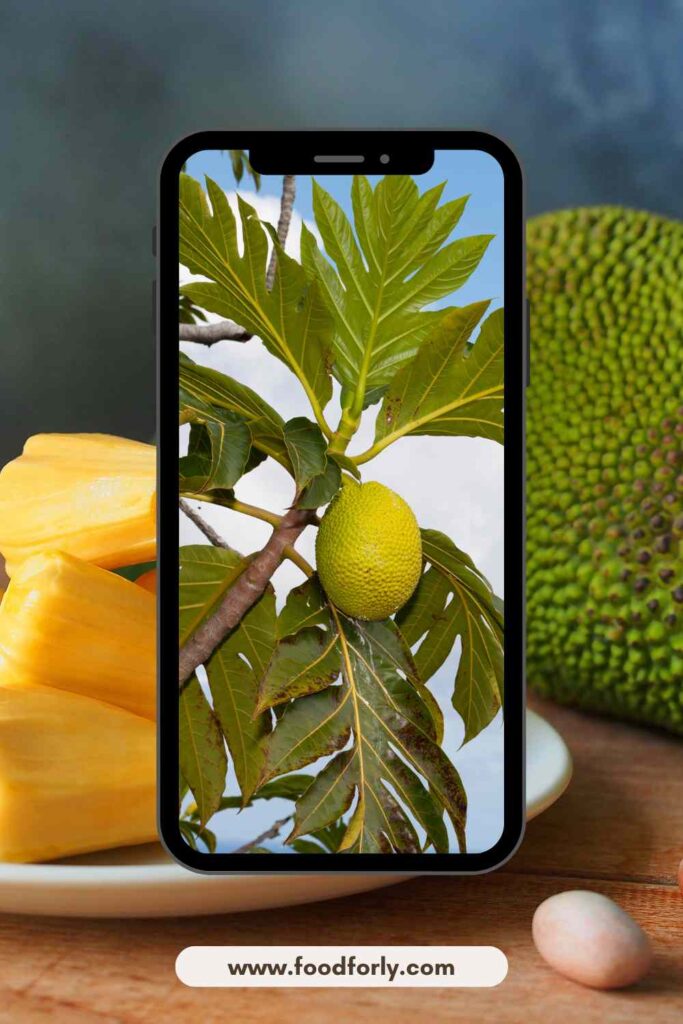 How To Eat Jackfruit Seeds