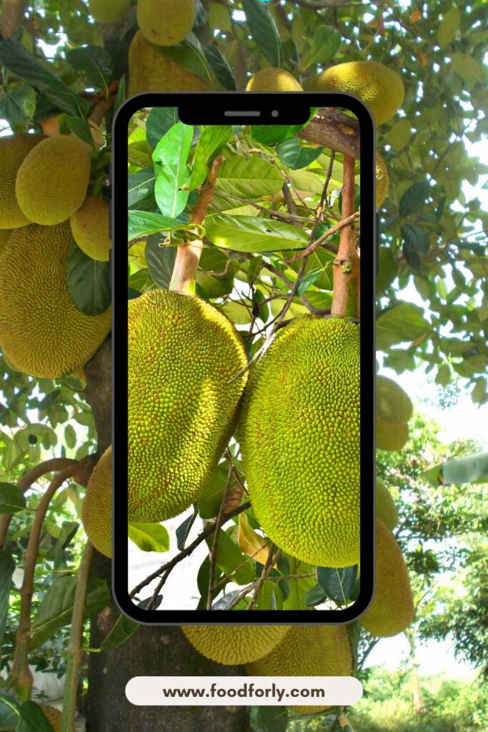 How Much Is Jackfruit Per Pound