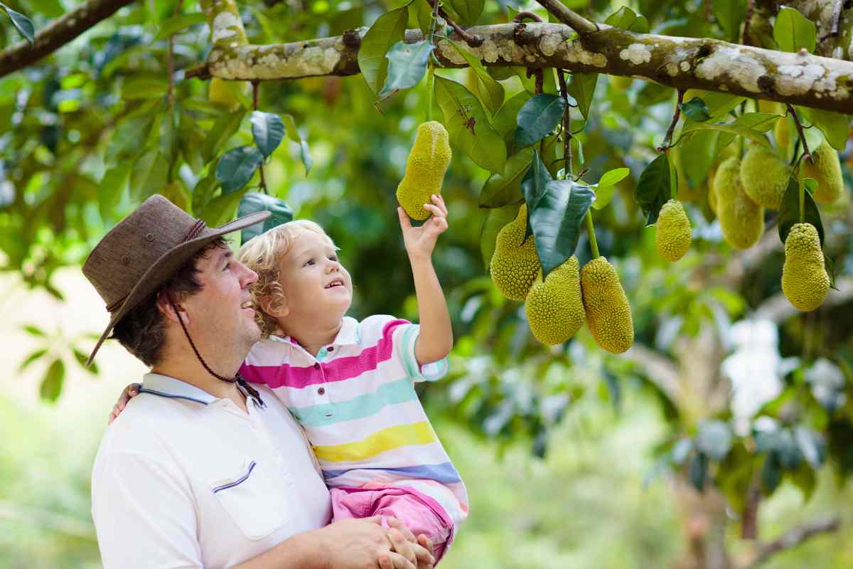 Jackfruit Vs Durian