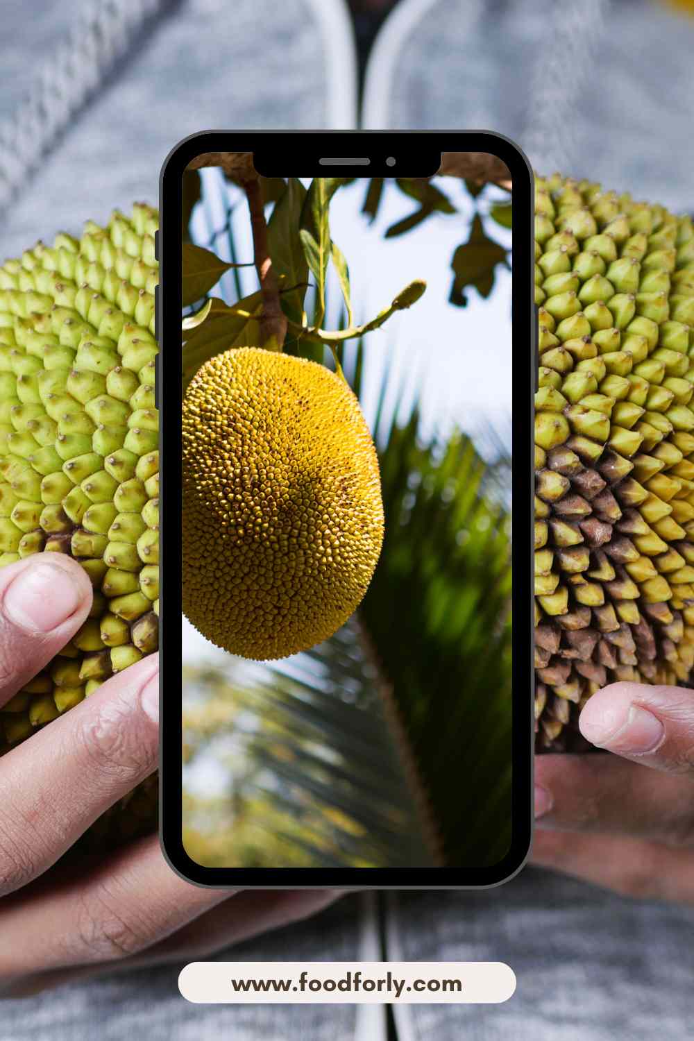 Durian Related To Jackfruit