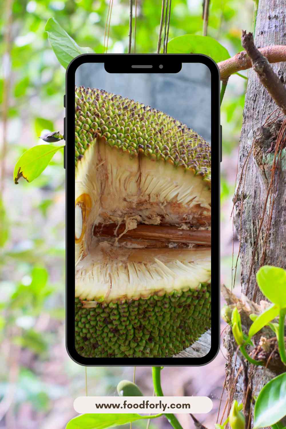How To Ripen A Jackfruit