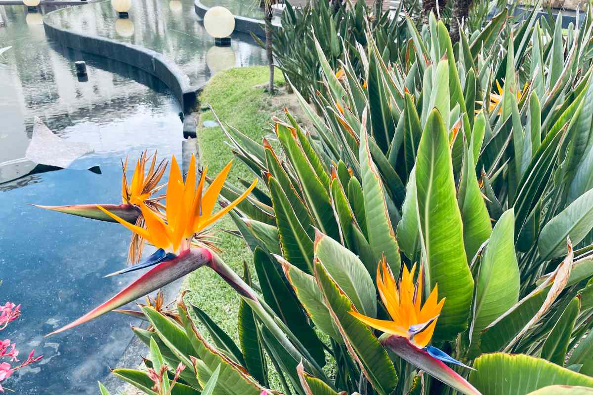 Overwatering Bird Of Paradise