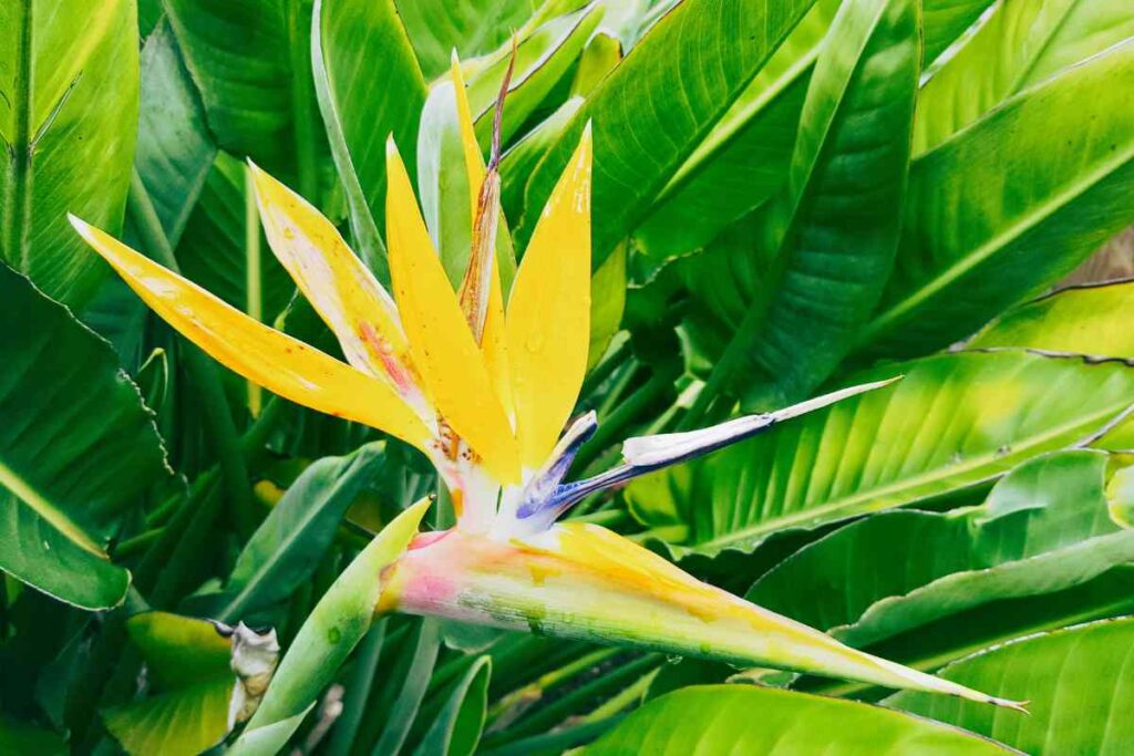 Painting Bird Of Paradise Flower