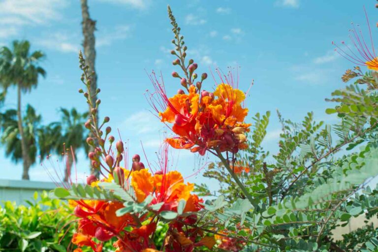 Palm Tree Bird Of Paradise