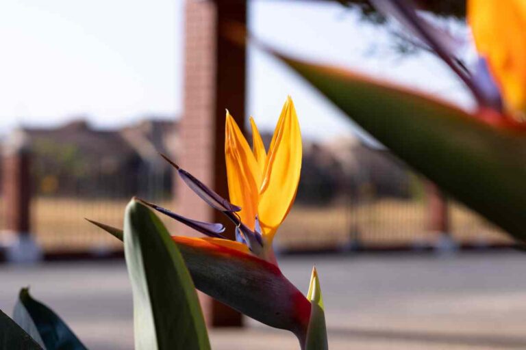 Peace Lily Vs Bird Of Paradise