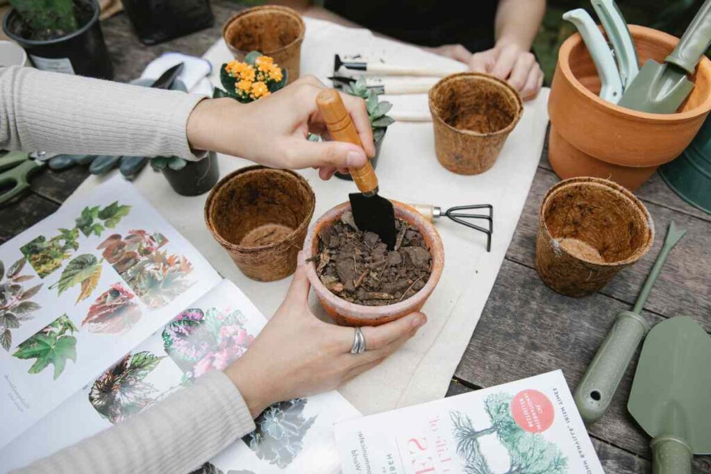 Potting Mix For Bird Of Paradise