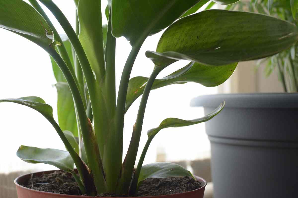 Pruning Bird Of Paradise Indoor