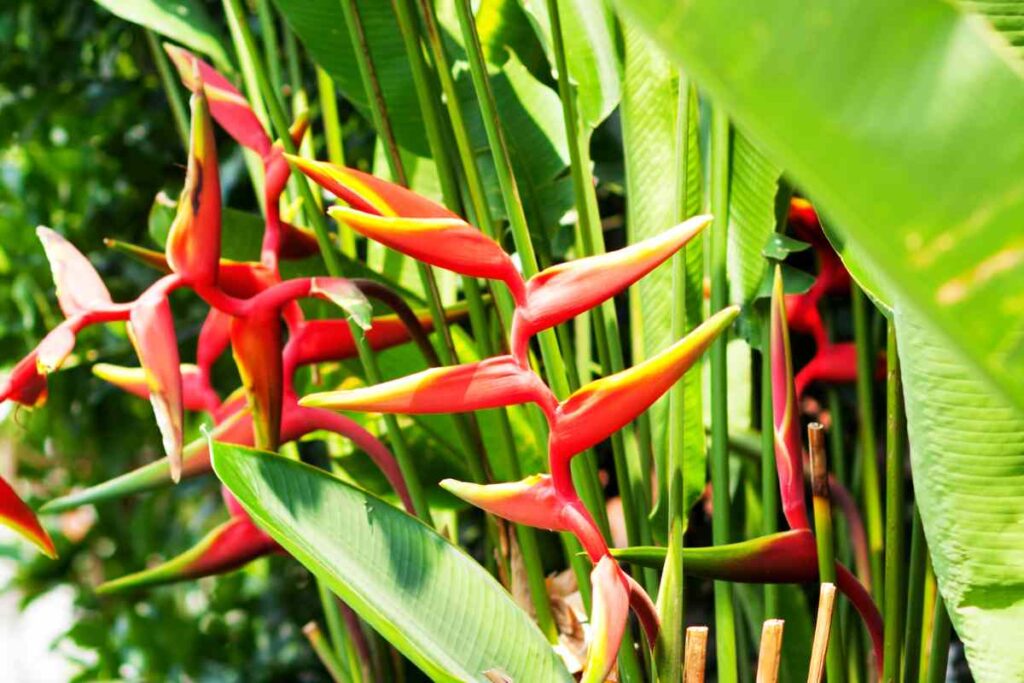 Red Bird Of Paradise Arizona