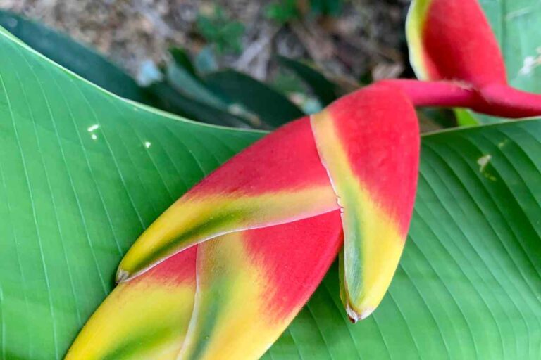 Red Bird Of Paradise Plant