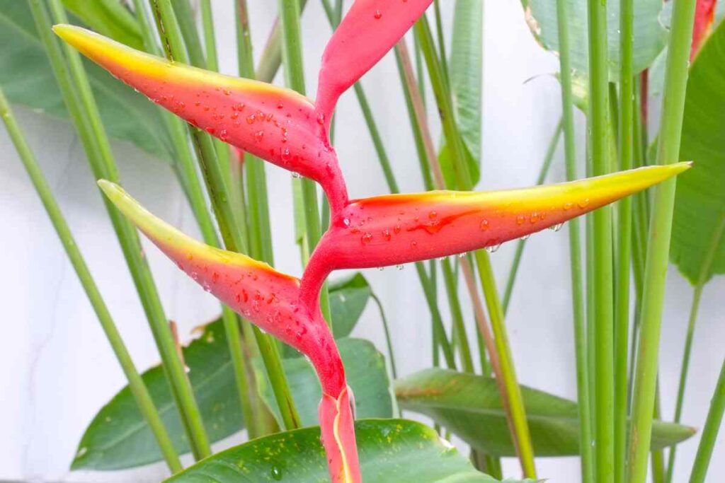 Red Bird Of Paradise Tree