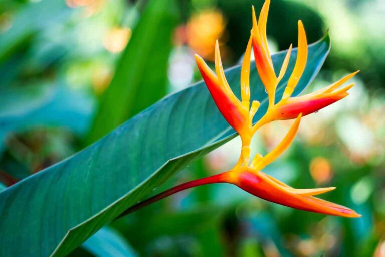 Red Birds Of Paradise Plant