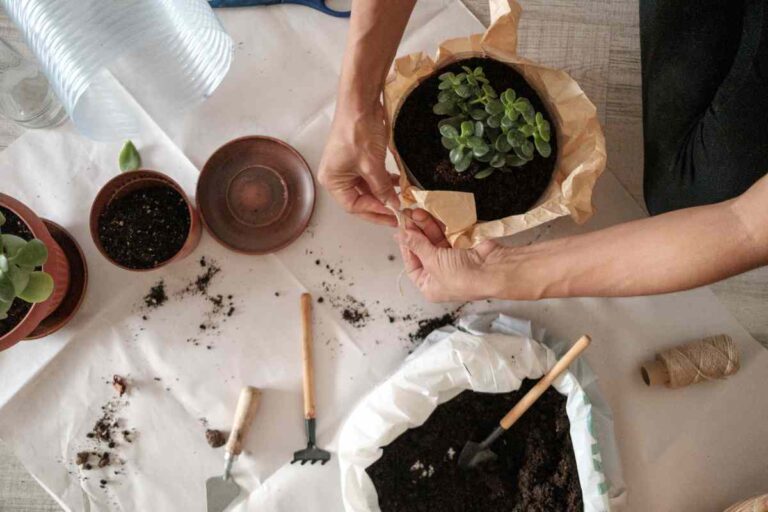 Repotting A Bird Of Paradise (1)