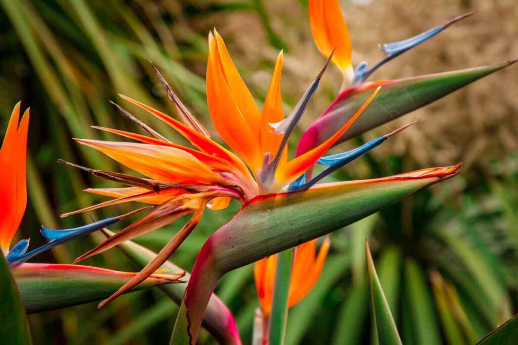 Scales On Bird Of Paradise