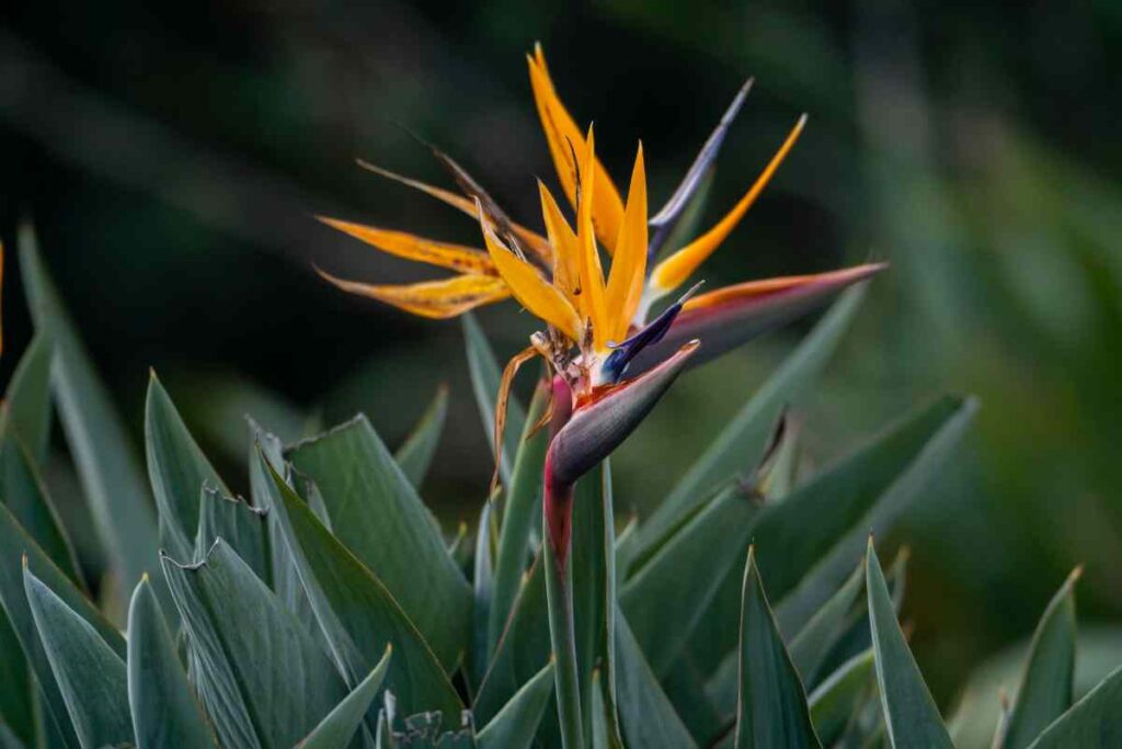 Send Birds Of Paradise Flowers