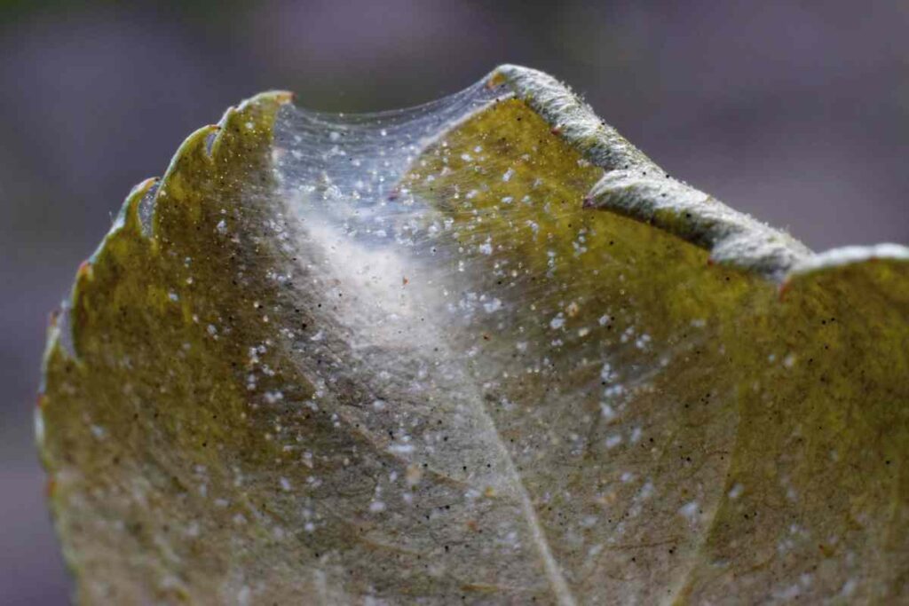 Spider Mites Bird Of Paradise