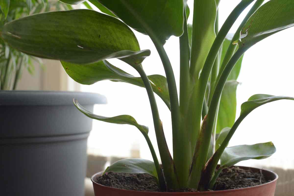 Tall Bird Of Paradise Plant