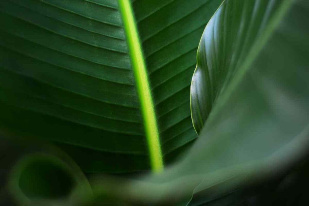 Texas Bird Of Paradise