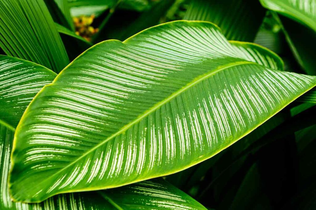 Variegated Bird Of Paradise