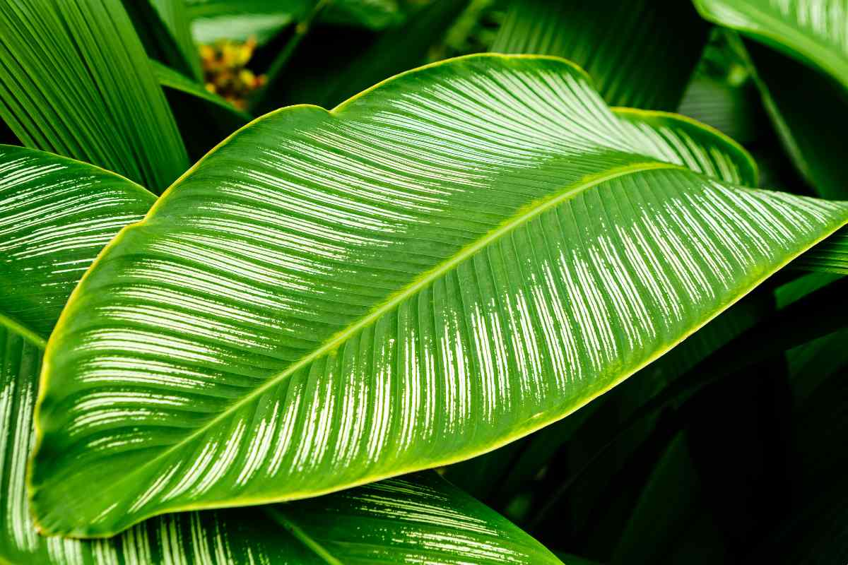 Variegated Birds Of Paradise