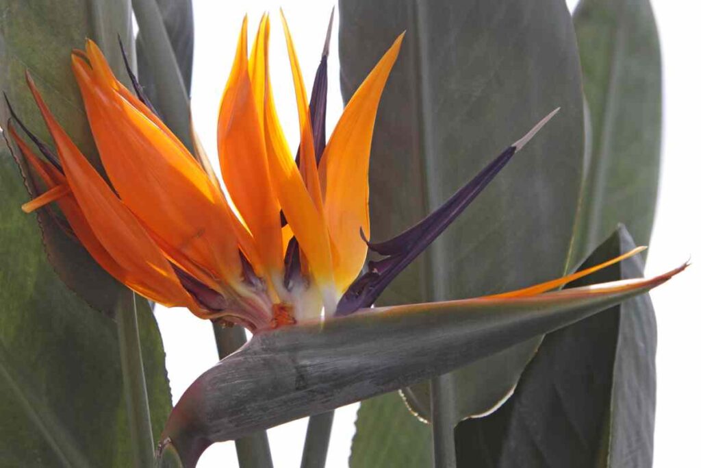 When Do Bird Of Paradise Bloom In Florida