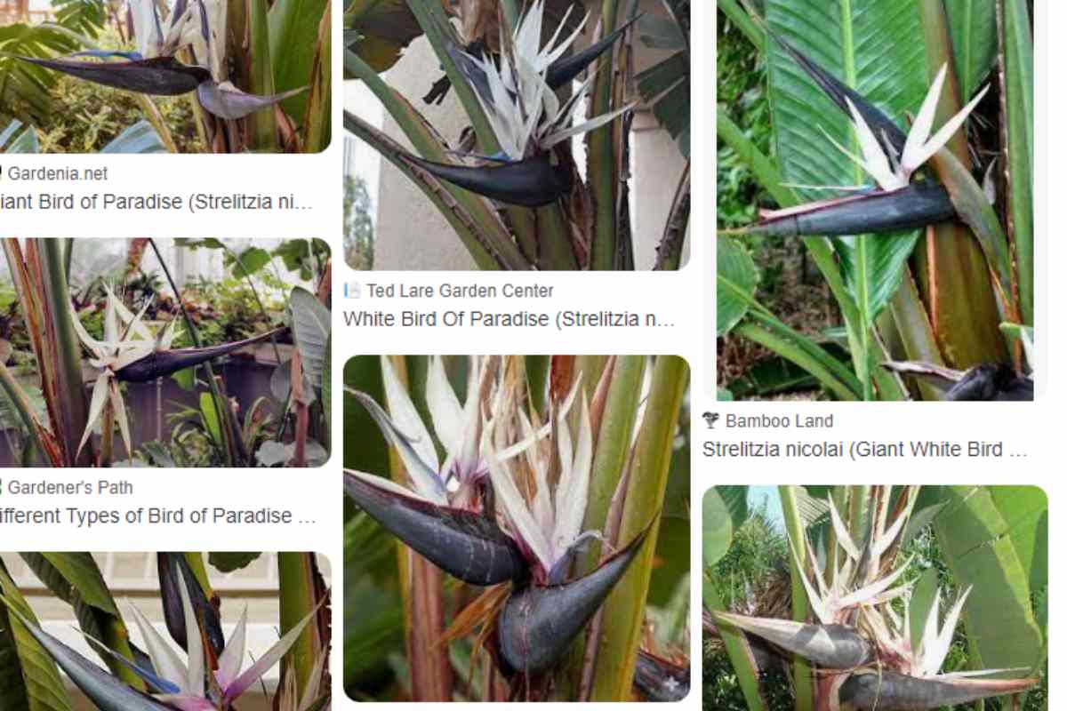 White Bird Of Paradise Arizona