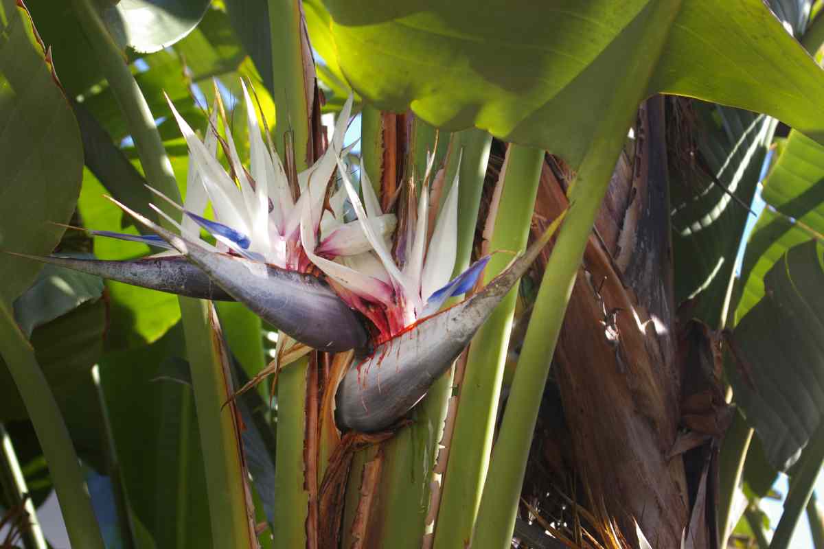 White Bird Of Paradise Height