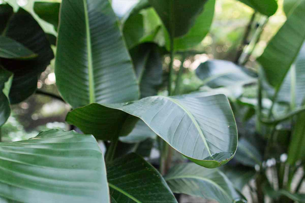 White Spots On Bird Of Paradise