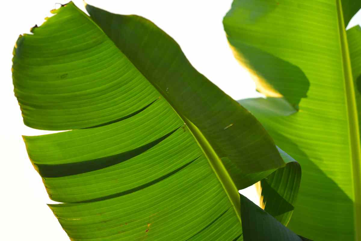 Why Is My Bird Of Paradise Leaves Splitting