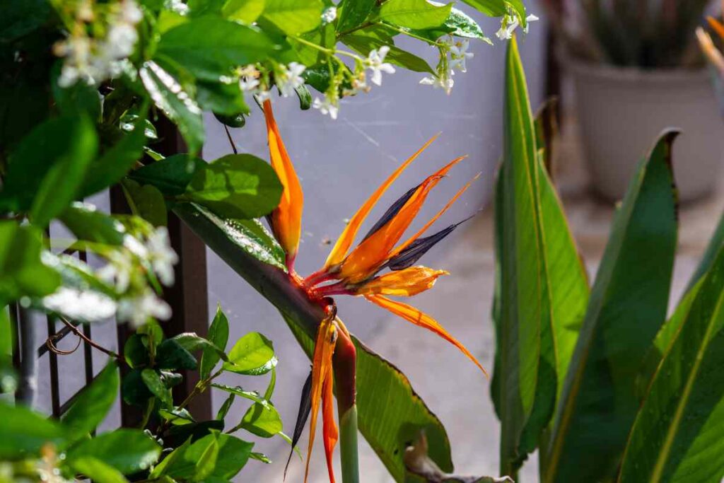 Yellow Bird Of Paradise Arizona