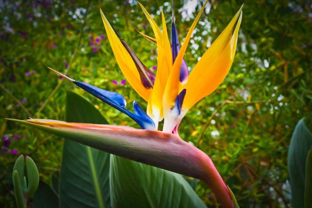 Yellow Bird Of Paradise Flower