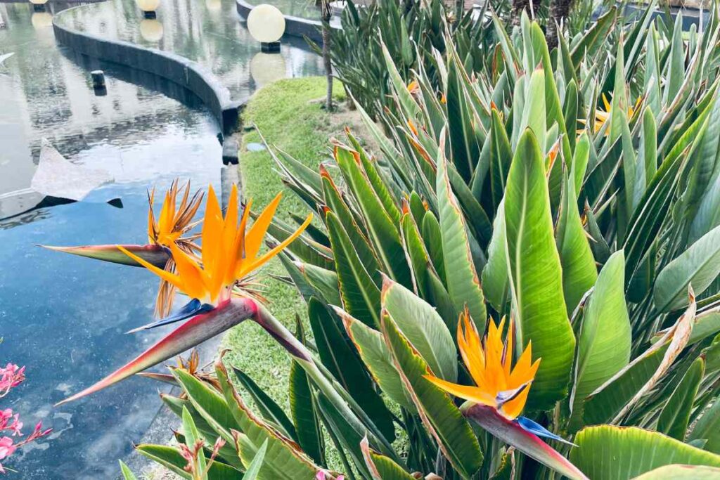 Yellow Bird Of Paradise Plant