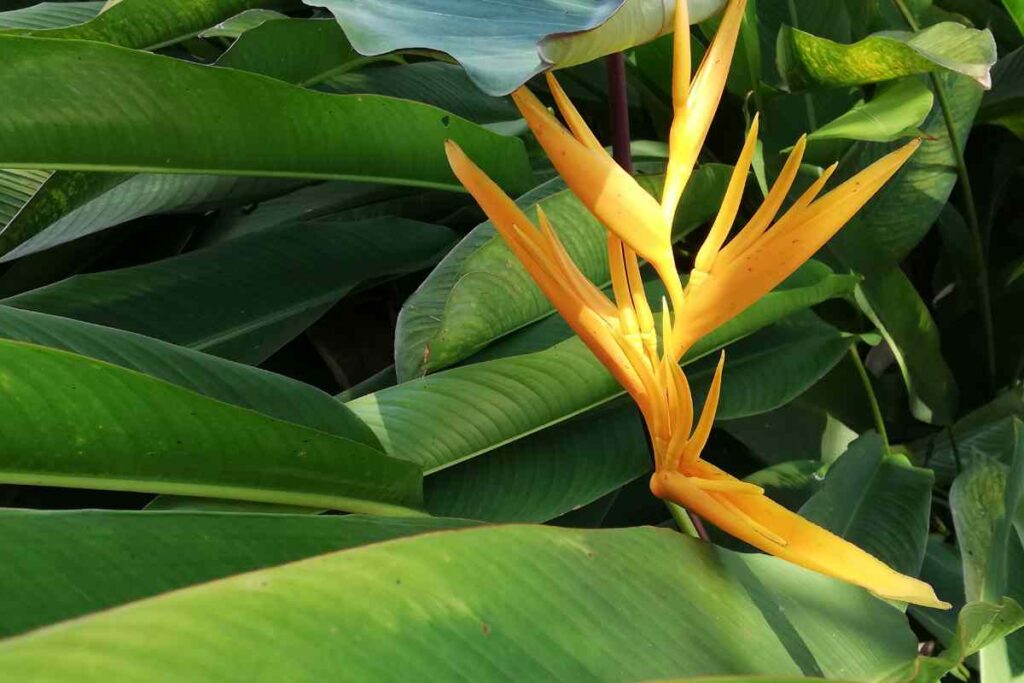 Yellow Bird Of Paradise Tree