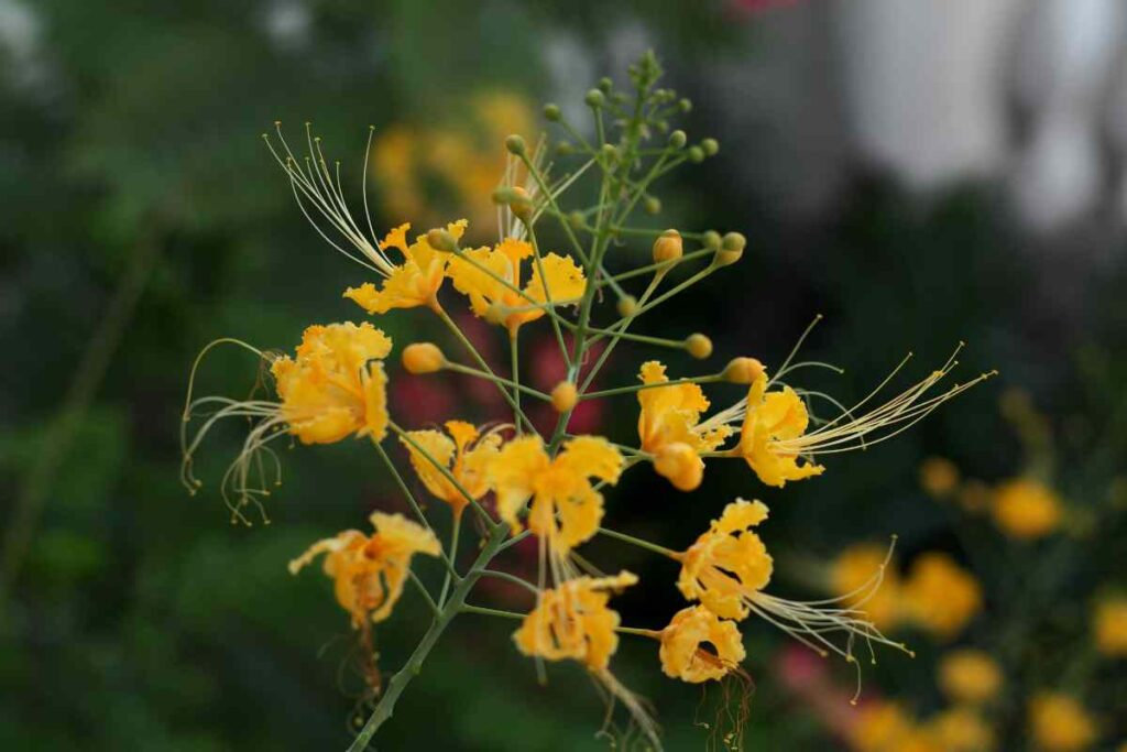 Yellow Mexican Bird Of Paradise Tree